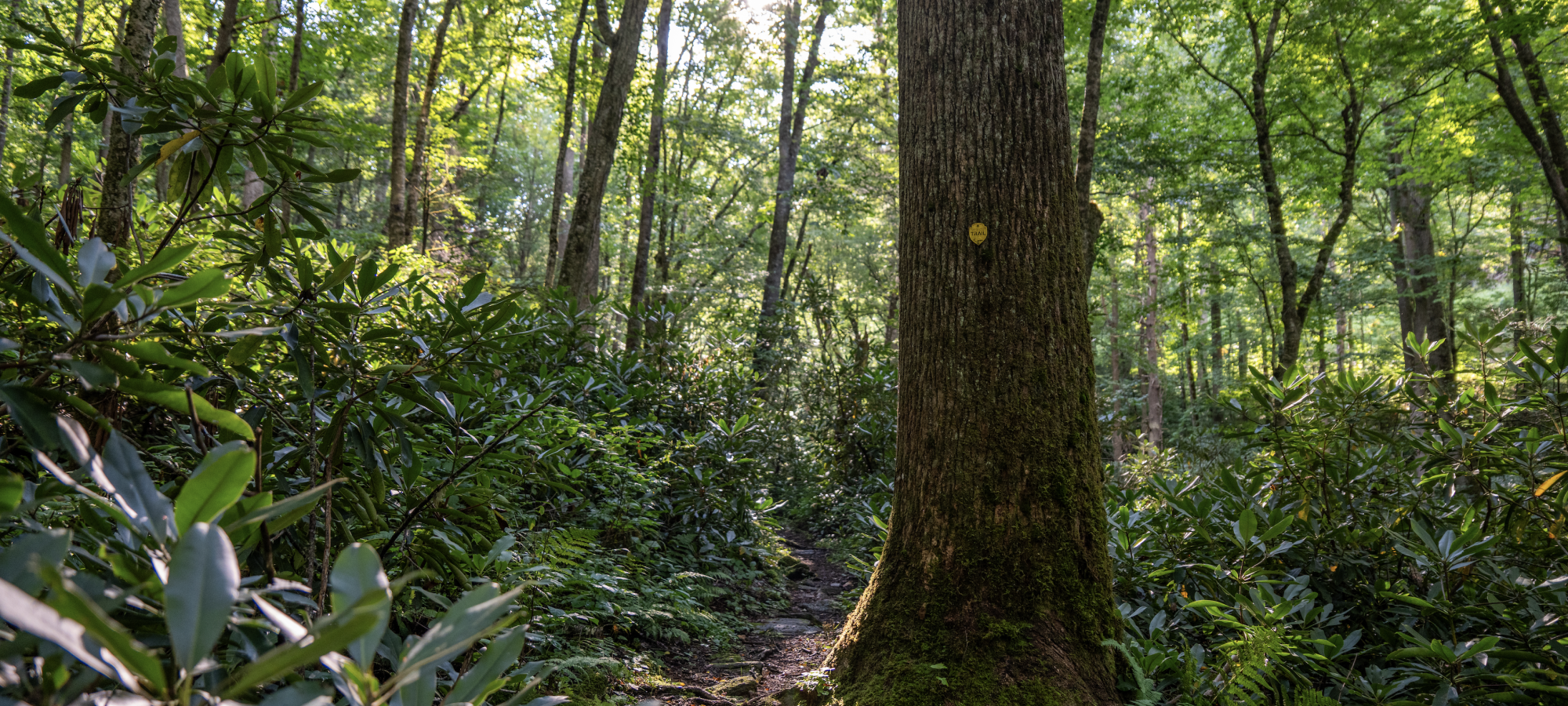 Roan Mountain State Park