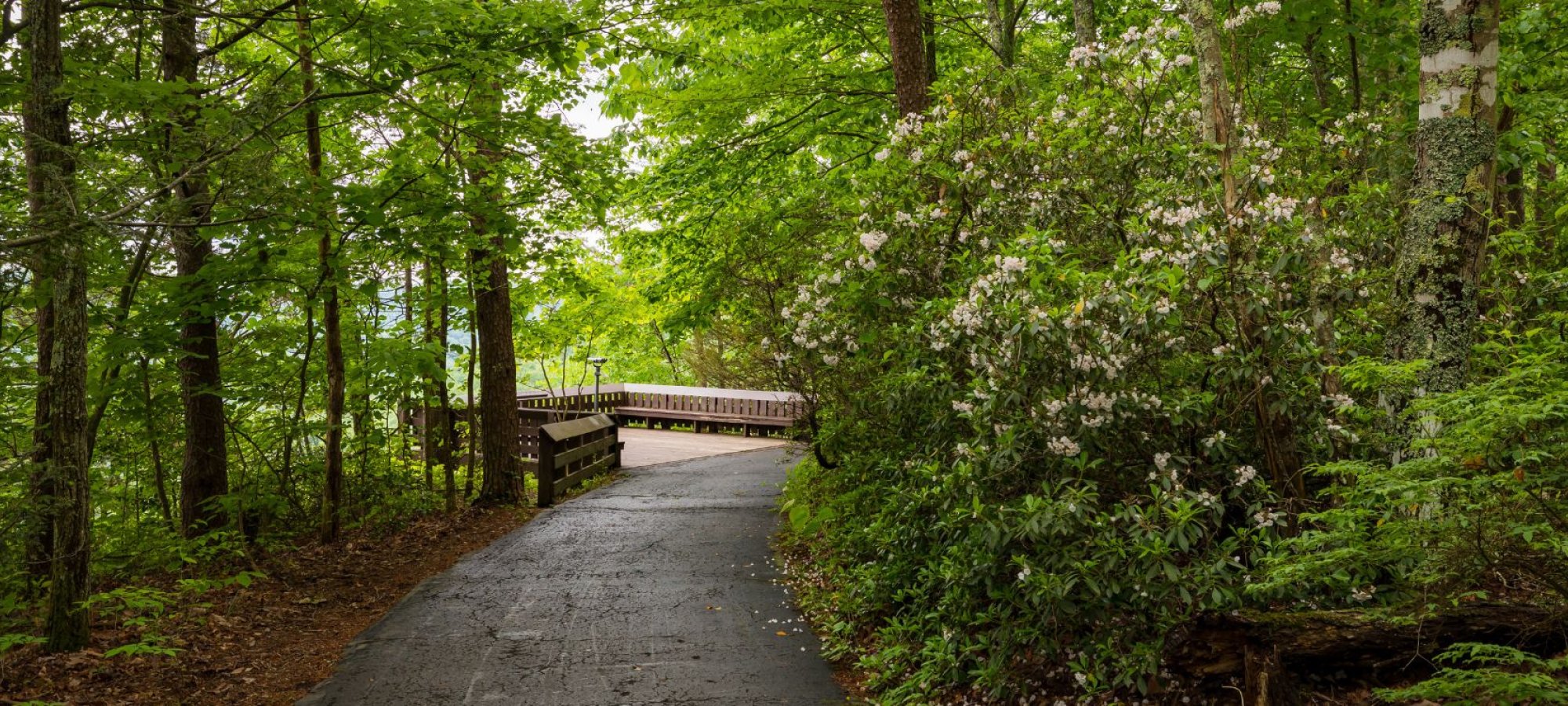 A paved path curves through a green forest, leading to a small wooden overlook with a colorblind viewfinder, surrounded by trees and blooming shrubs.