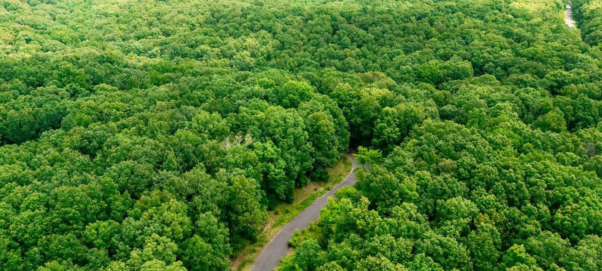 A drone shot of Devil's Backbone, showing a small road leading into a dense forrest