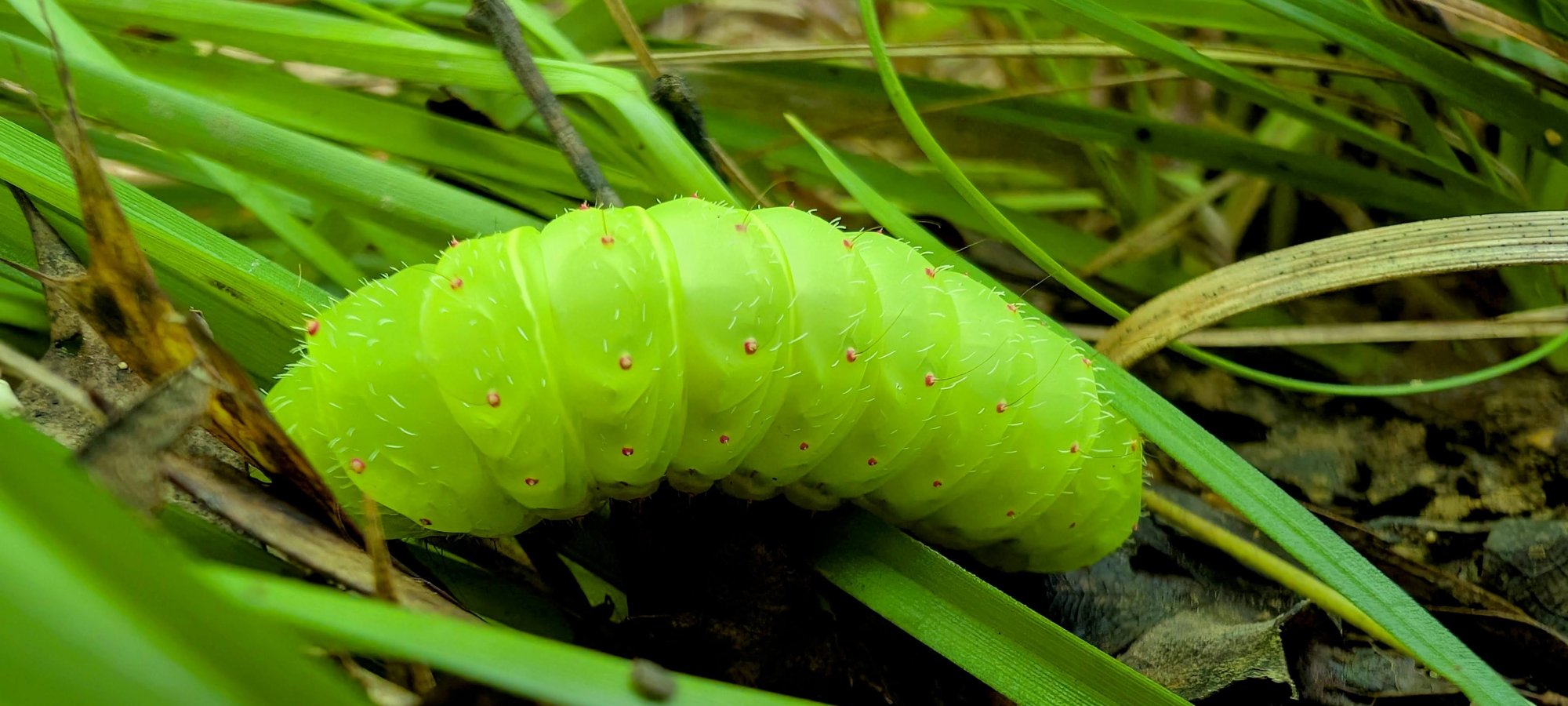 A green caterpillar on a layer of grass. 
