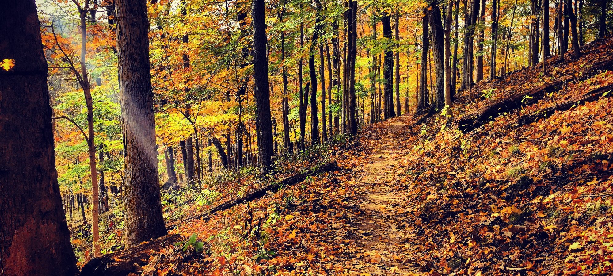 Leaf-covered forest trail winding through trees with vibrant fall foliage and sunlight filtering through.