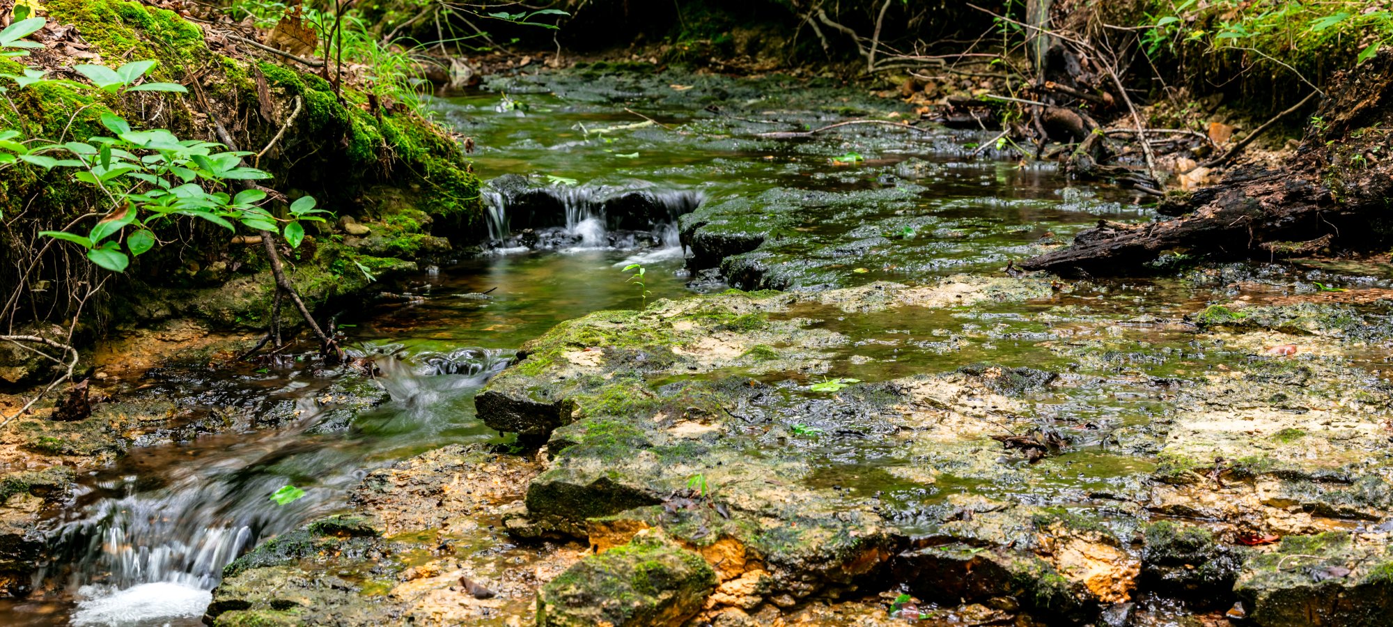A small creek surrounded by lush forrest