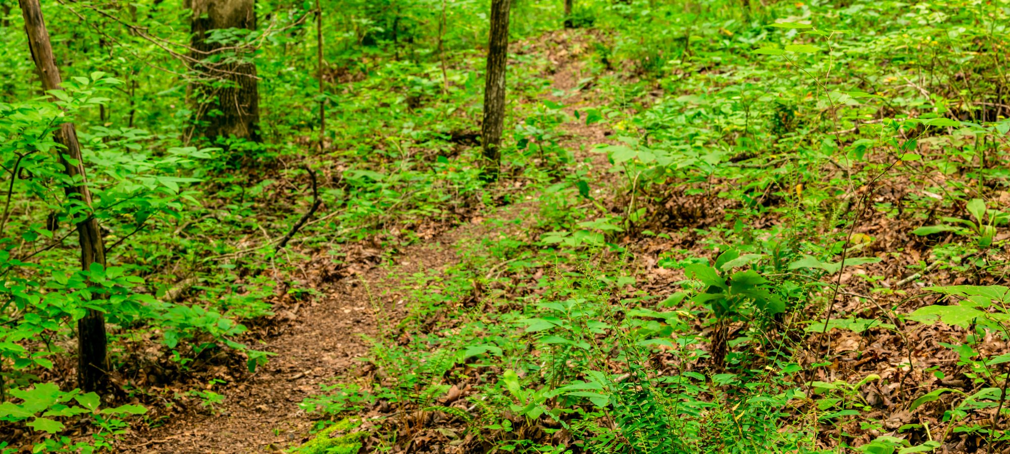 Natural path hiking trail at Devil's Backbone State Park.