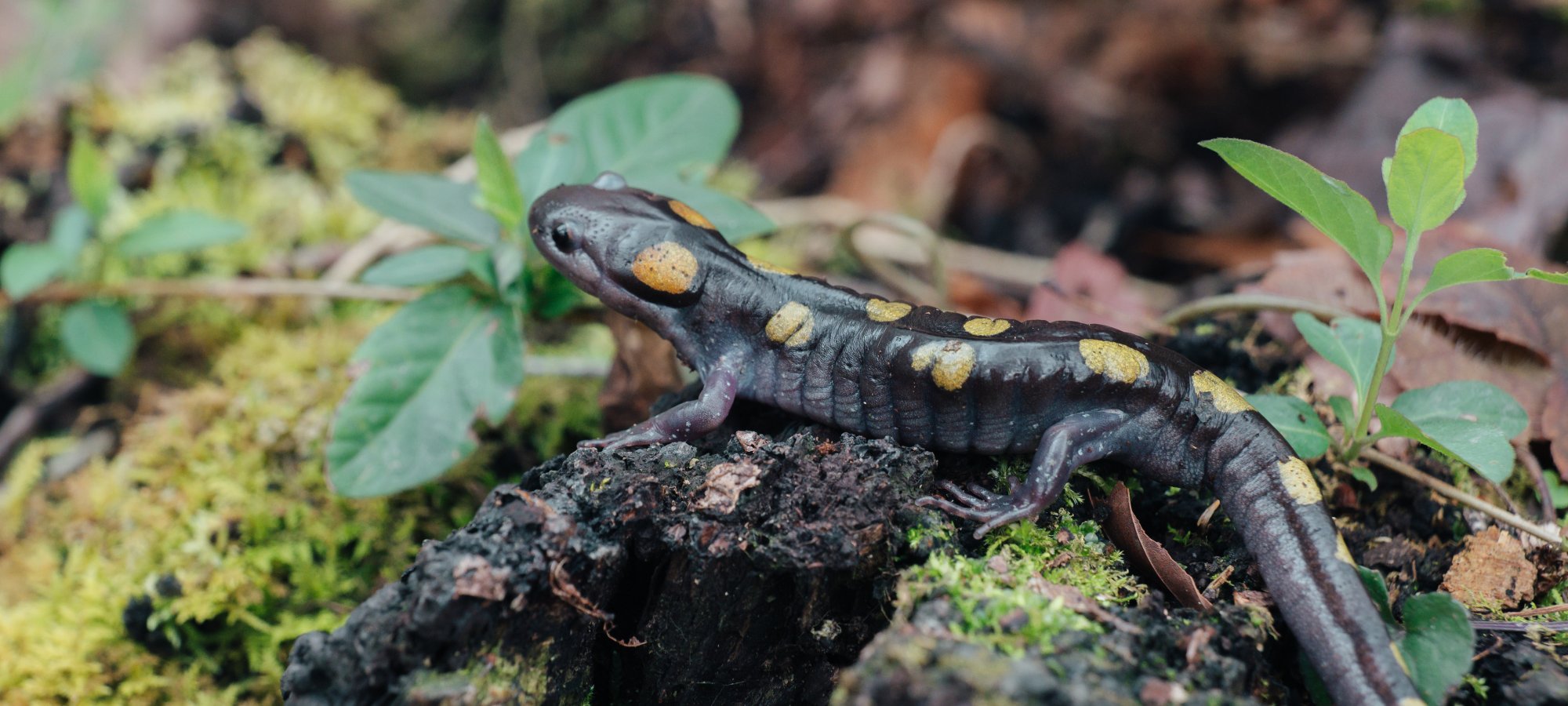 A spotted salamander with a black body and yellow spots sits on a mossy rock