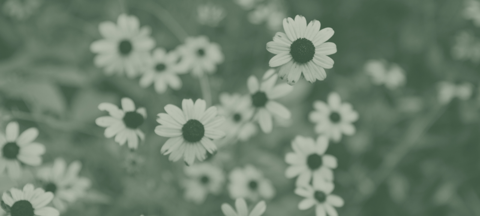 Cluster of small daisy-like flowers in soft focus, with one flower sharply in the foreground.