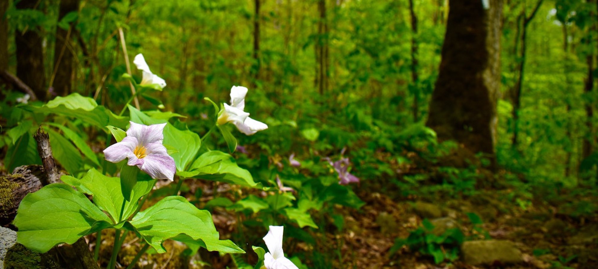 A cluster of pale purple and white wildflowers blooms in the foreground of a lush green forest, with sunlight filtering through tall trees and illuminating the leafy ground behind them.