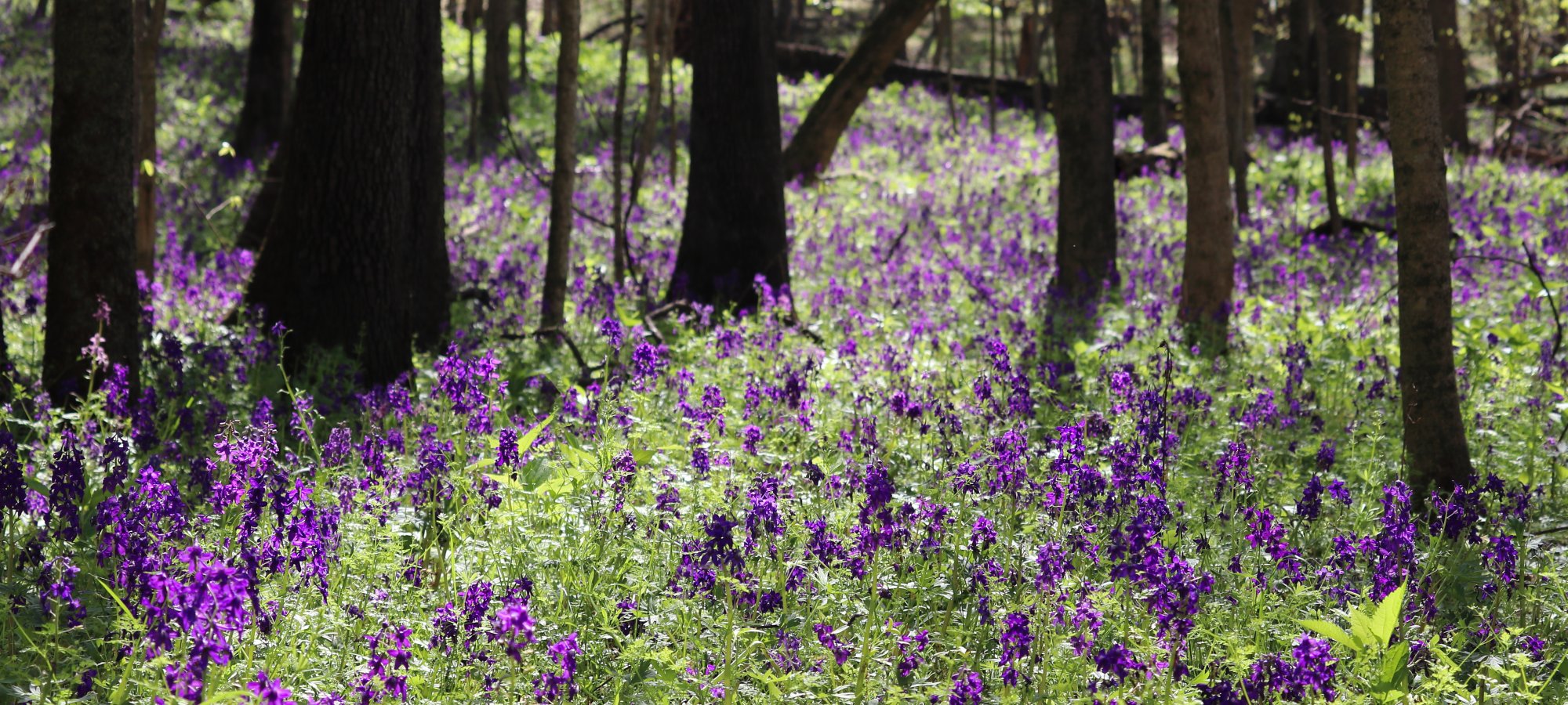 Purple wildflowers blooming across a sunlit forest floor
