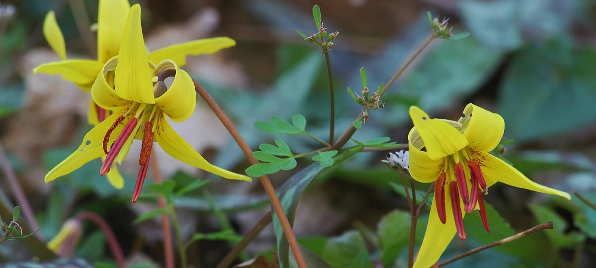 Three yellow trout lily wildflowers bloom on a forest floor surrounded by green leaves