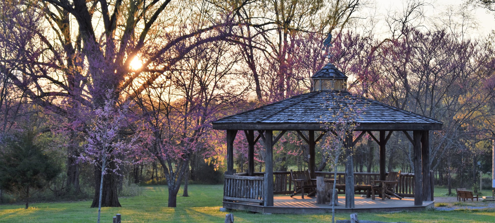 Gazebo in a park at sunset with blooming trees and wooden fence.
