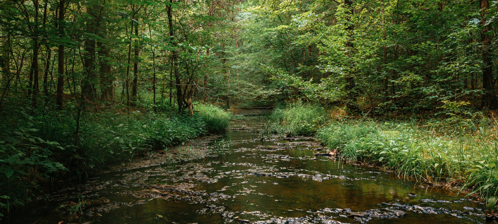 A shallow forest stream flows over dark, uneven rocks, surrounded by dense green vegetation and tall trees with leafy canopies. Sunlight filters softly through the foliage, creating patches of light and shadow across the water and forest floor.