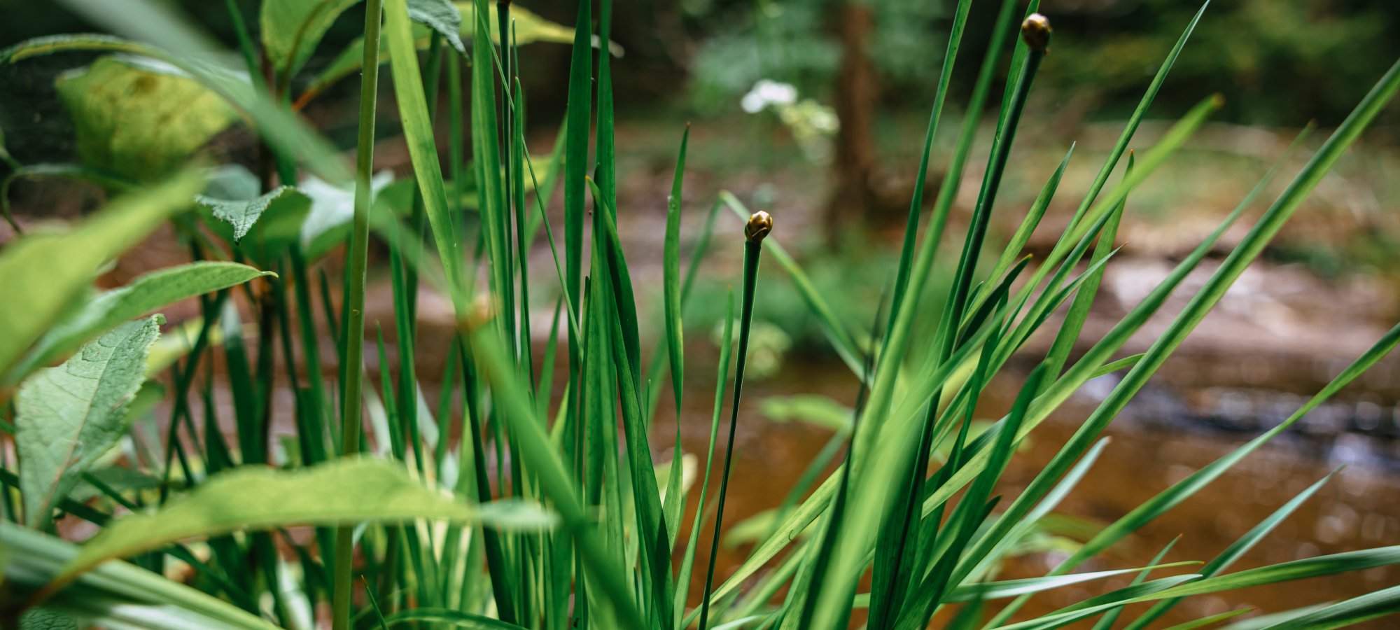 Close-up of Tennessee Yellow-eyed grass and wildflowers by a creek.