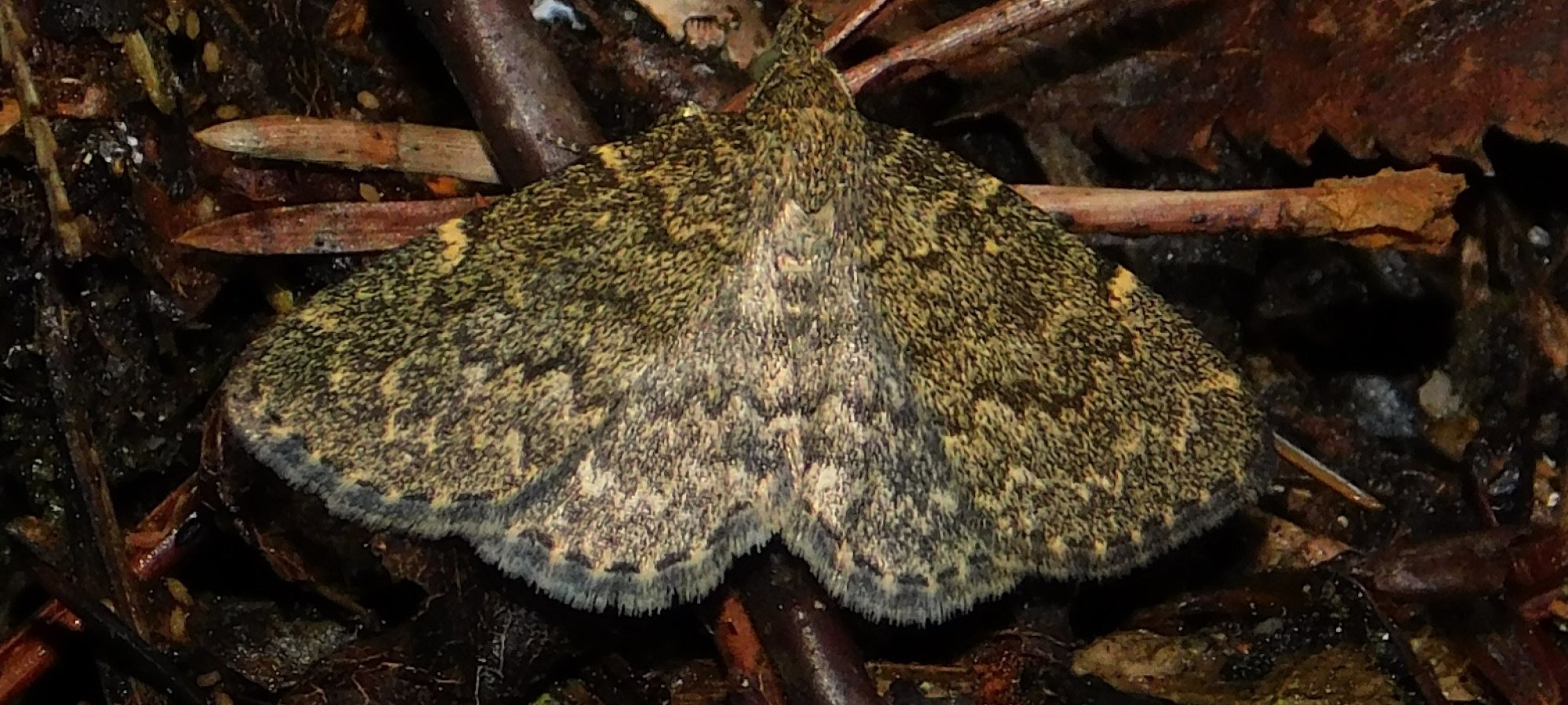 idia_moth.jpeg