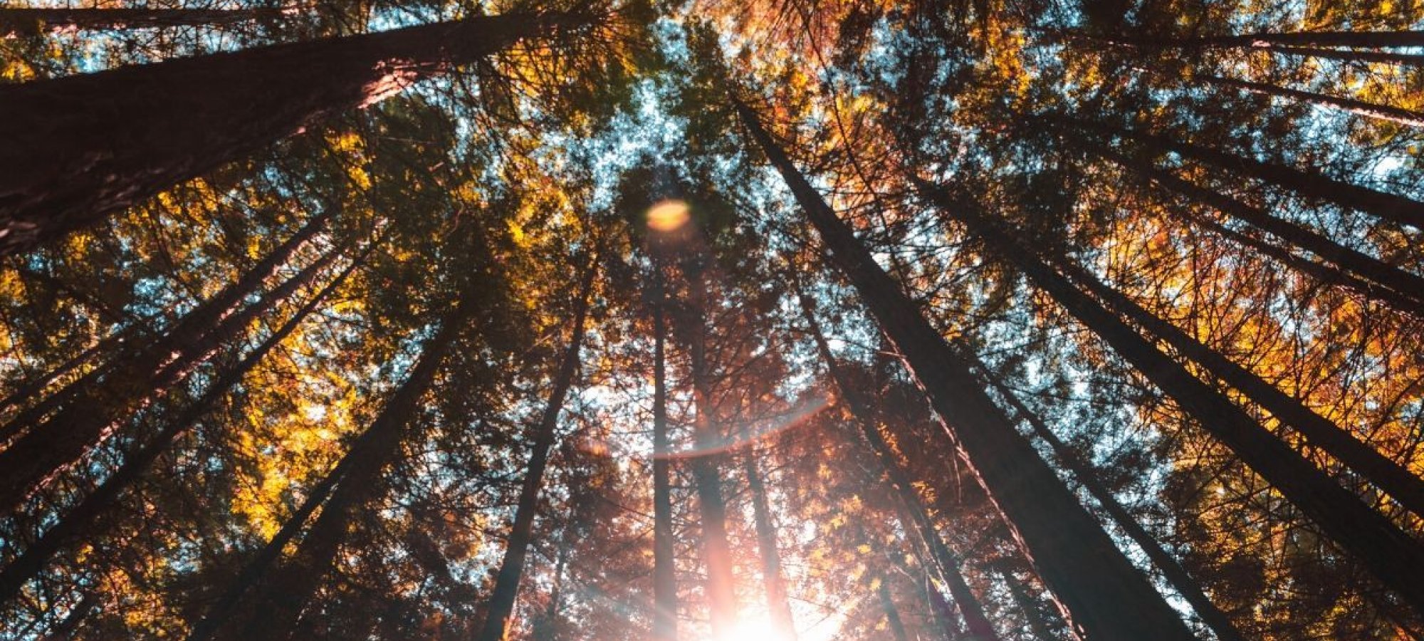trees_unsplash.jpg