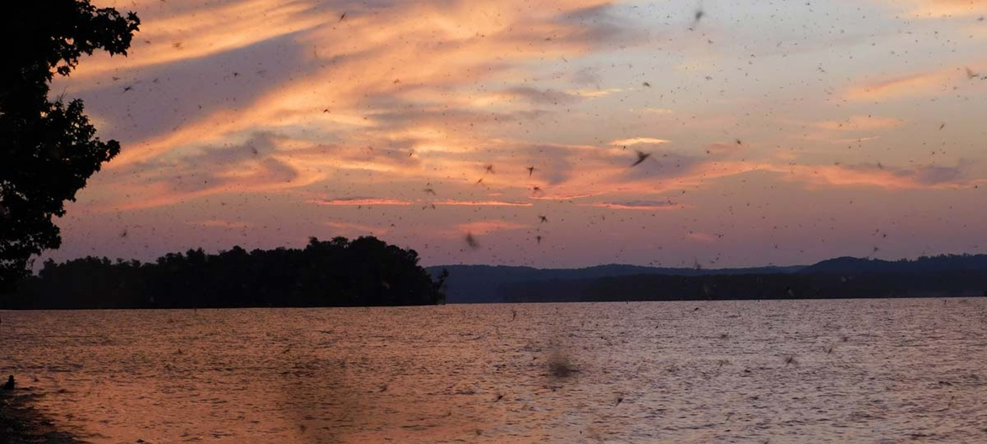 willow-flies-sunset-eva-beach.jpg