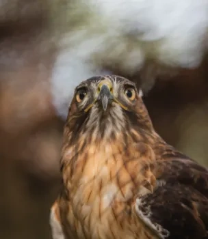 Close-up of a hawk with sharp eyes and mottled brown feathers.