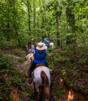 A group of horseback riders navigate a lush forest trail. The scene captures a sense of adventure and tranquility, surrounded by dense green foliage.