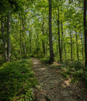 Forest trail winding through lush green trees on a sunny day.