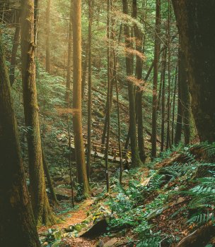 Sunlit forest trail with a wooden footbridge and lush greenery.