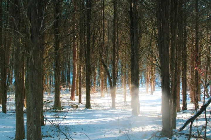 Sunlit snowy forest with scattered trees and blue sky.