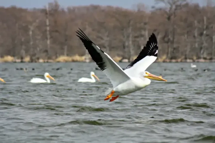 Pelican flying low over a lake, with trees in the background.