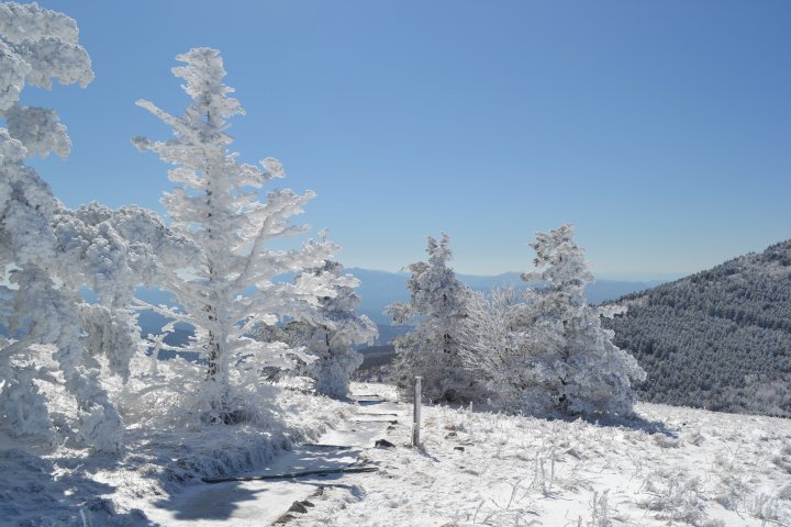 Snow-covered trees line a narrow, winding path under a clear blue sky on a sunny winter day, creating a serene and tranquil mountain scene.