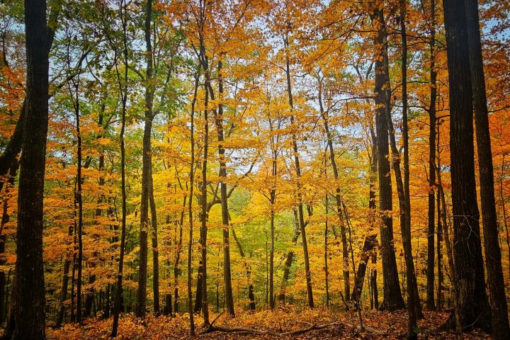 Autumn forest with golden yellow leaves and dark tree trunks.