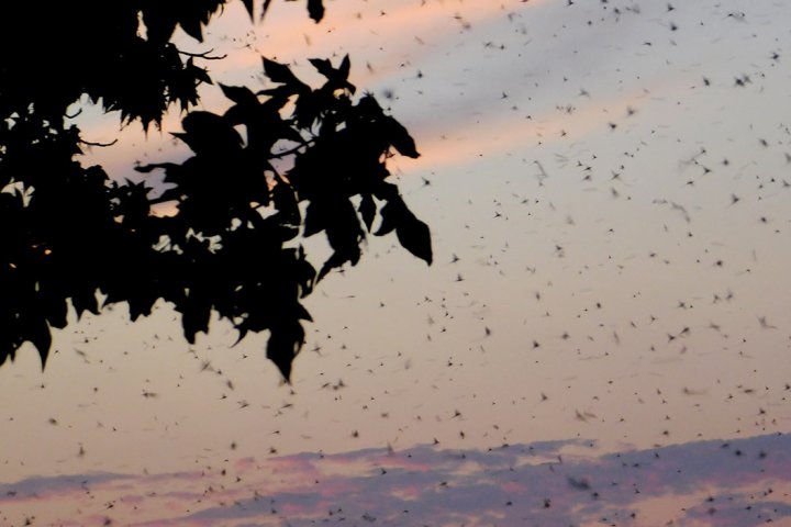 Silhouetted tree against a sunset sky with flying insects.