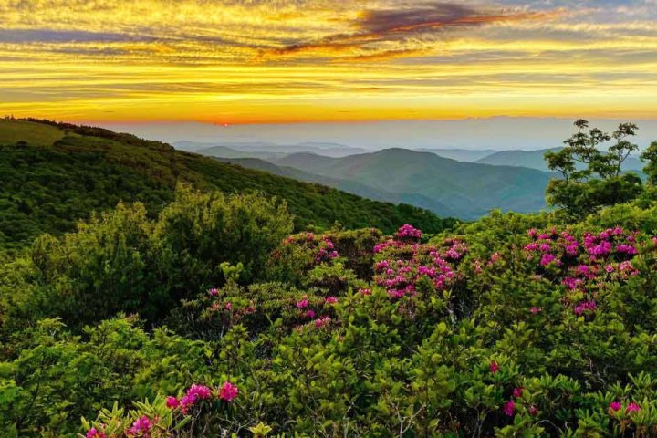 Roan Mountain article