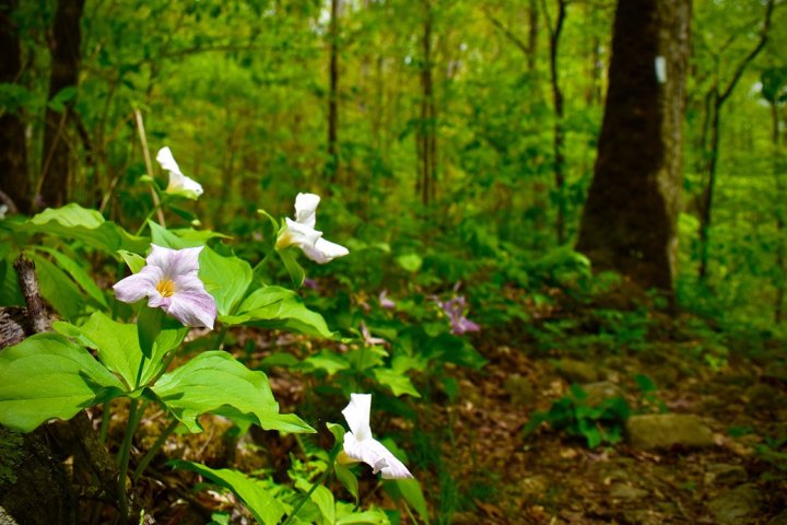 A cluster of pale purple and white wildflowers blooms in the foreground of a lush green forest, with sunlight filtering through tall trees and illuminating the leafy ground behind them.