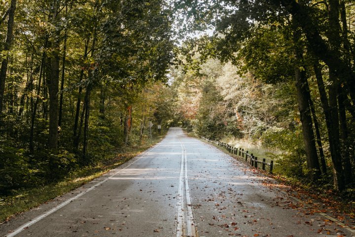 Tree-lined road with autumn leaves scattered on the pavement.