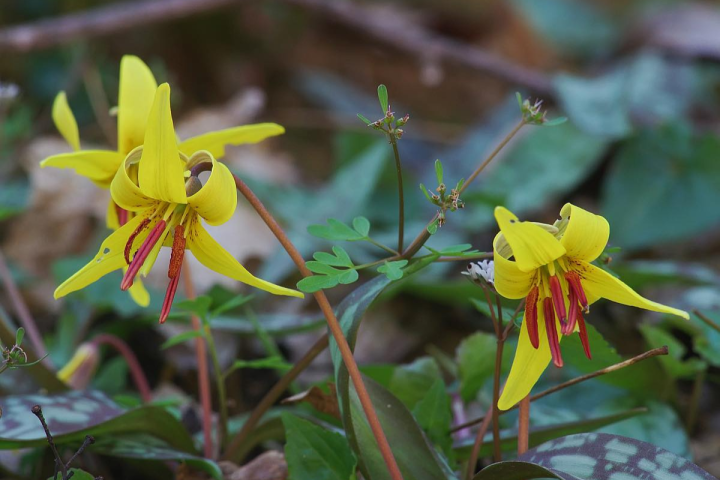 Three yellow trout lily wildflowers bloom on a forest floor surrounded by green leaves