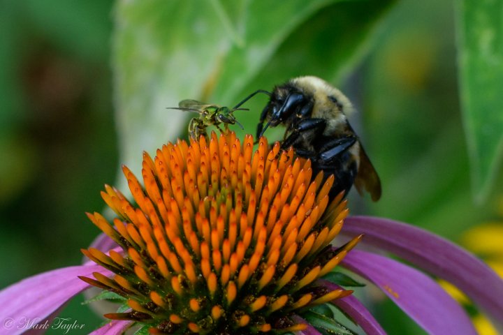 _dsc9528.jpg