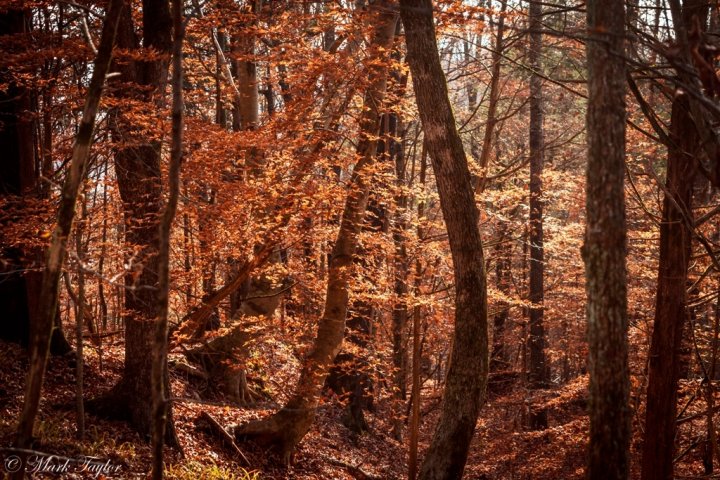 _dsc6177-2.jpg