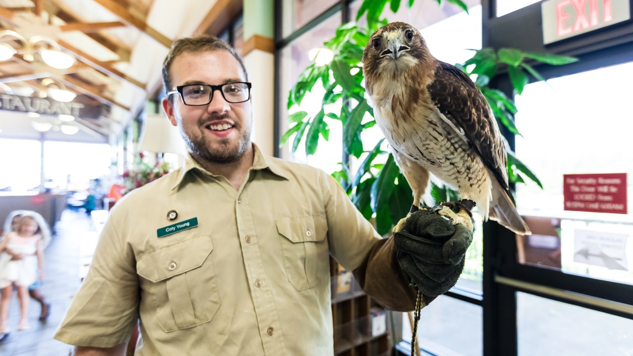 pickwick landing ranger letting a hawk sit on his hand