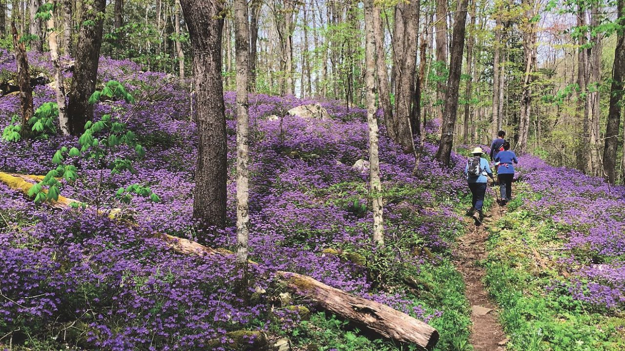 A serene forest scene with hikers on a narrow path surrounded by vibrant purple wildflowers. The tall trees filter sunlight, creating a peaceful ambiance.