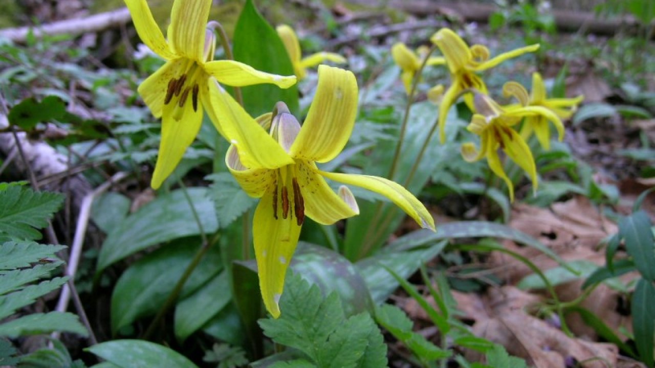 Bright yellow trout lilies with speckled petals and long stamens bloom among lush green leaves on a forest floor.
