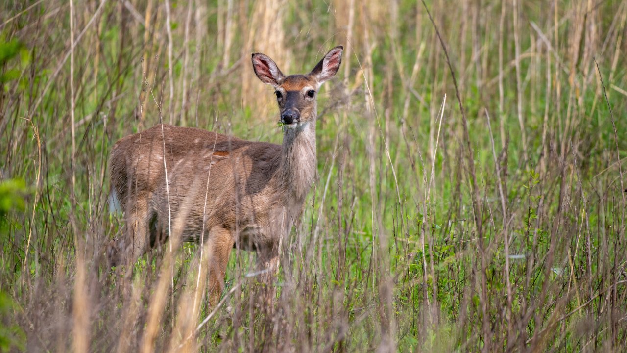 A deer standing alert in a field, surrounded by tall grass and greenery. The scene is serene, capturing a moment of natural beauty and calmness.