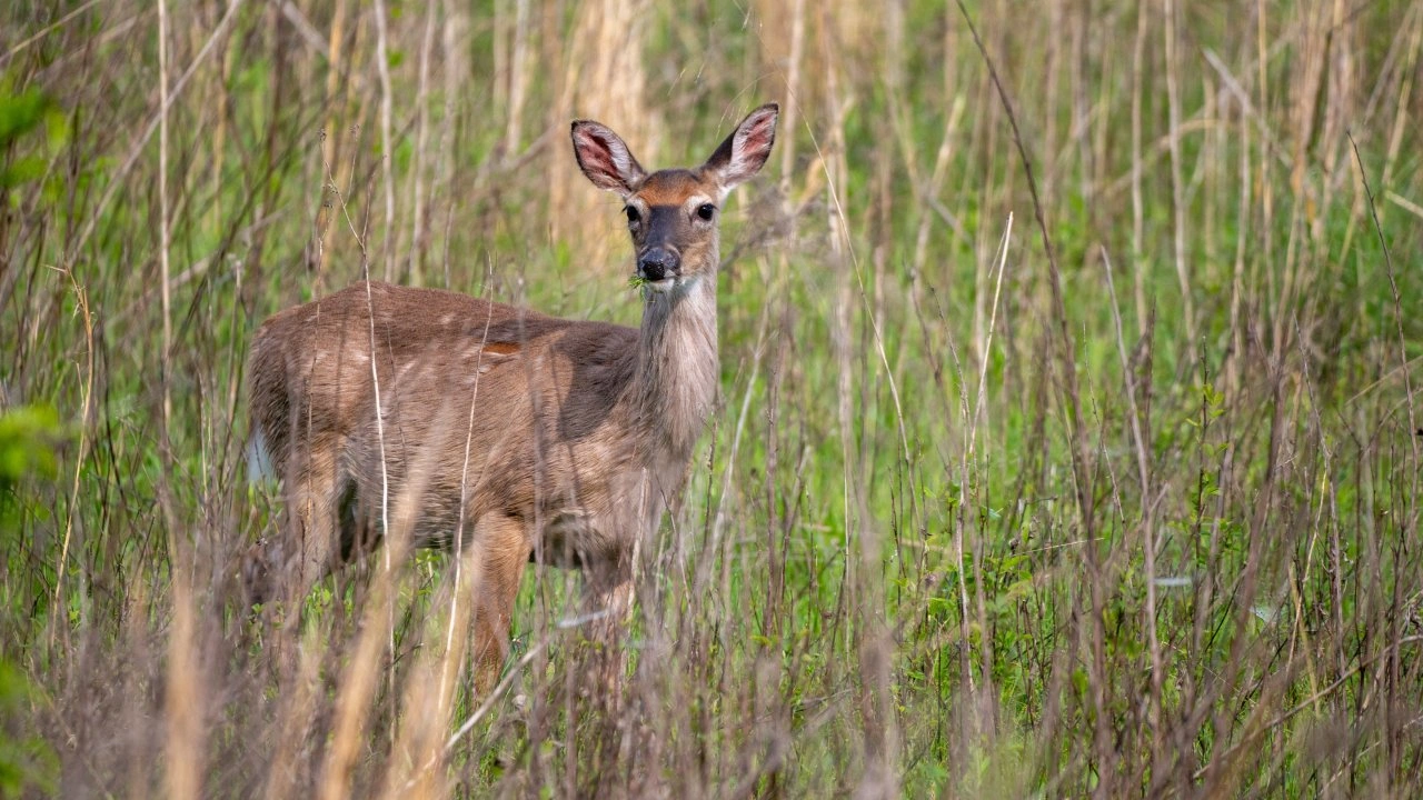 A deer stands alert in a field of tall grass, with a backdrop of vibrant green foliage. Sunlight filters through, highlighting its soft brown fur.