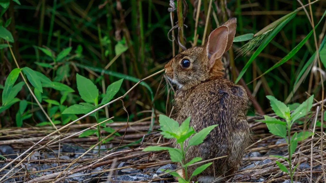 A small brown rabbit sits among green foliage and dry twigs, looking to the left. The scene conveys a calm, natural forest setting.