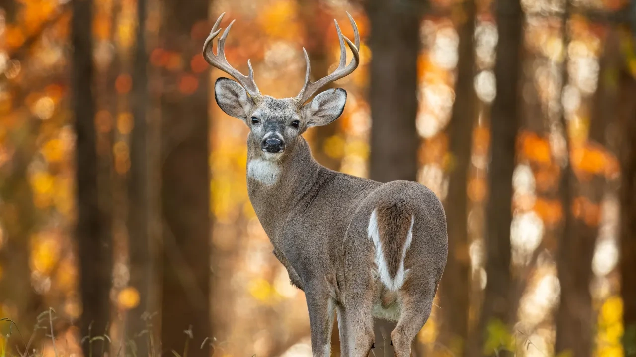 Deer with antlers standing in a forest with autumn leaves.