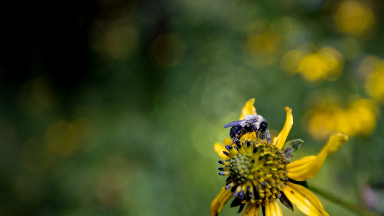 bee collecting pollen from a yellow flower with a blurred green background