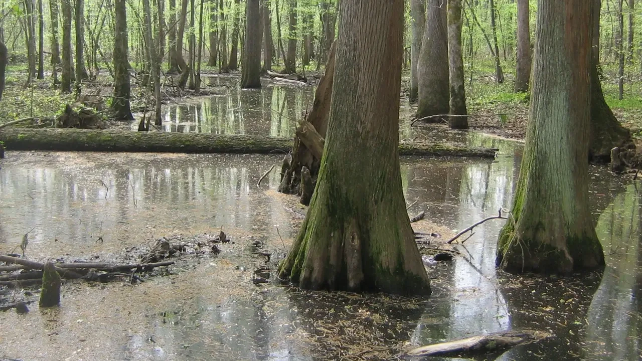 A serene, flooded forest scene with tall trees in standing water, creating reflections. Soft sunlight filters through, casting a peaceful, natural ambiance.