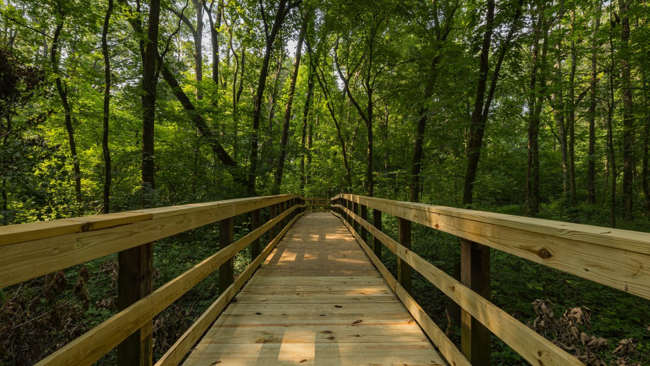 A wooden boardwalk leads through a lush, green forest with tall trees. Sunlight filters through the leaves, creating a serene and inviting atmosphere.