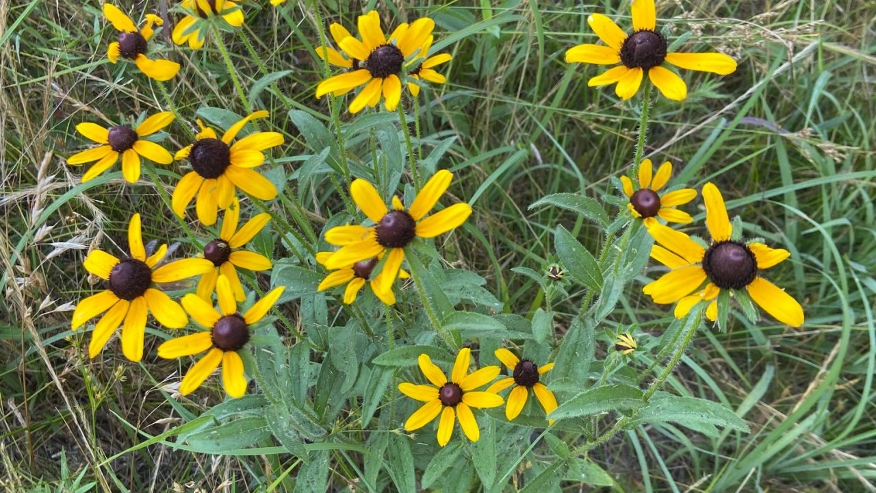 Vibrant yellow black-eyed Susans with dark centers bloom among lush green grass, creating a lively and cheerful natural scene.