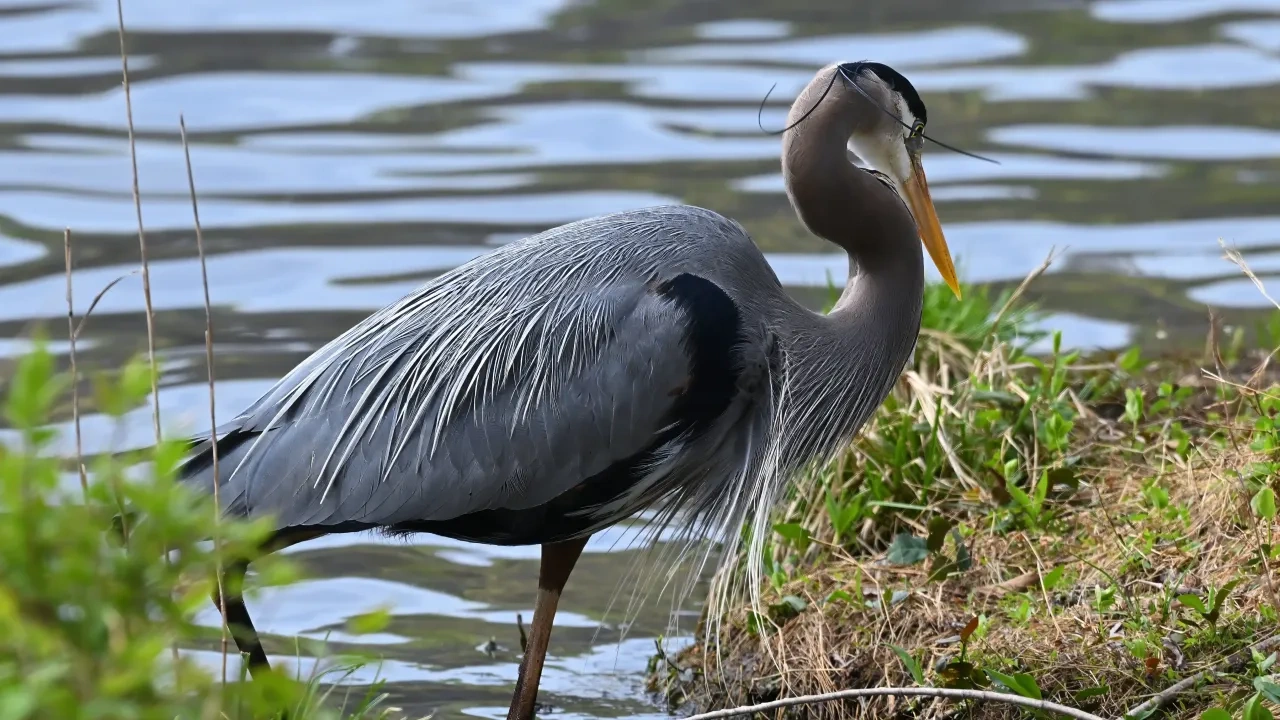 Great blue heron stands by a lake, surrounded by grass.
