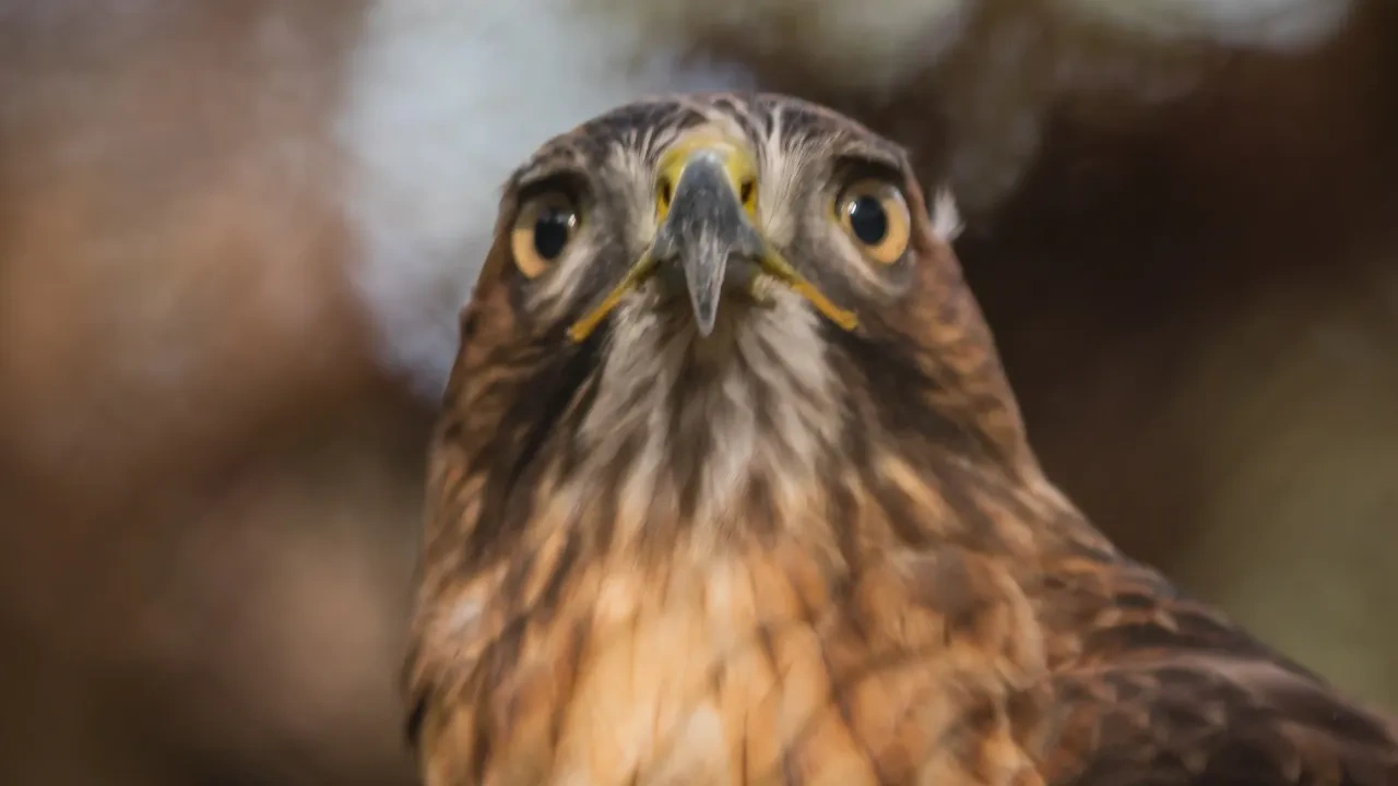 Close-up of a hawk with sharp eyes and mottled brown feathers.