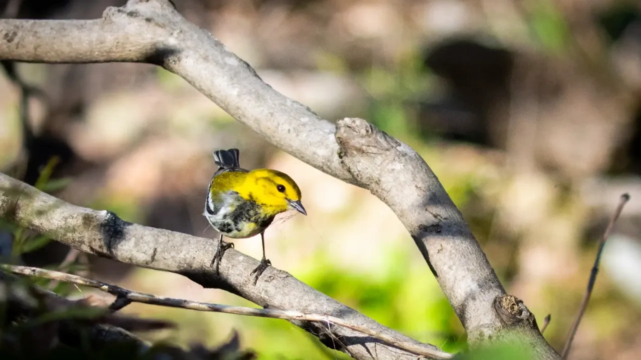 Yellow and black bird perched on a tree branch in a blurred forest background.
