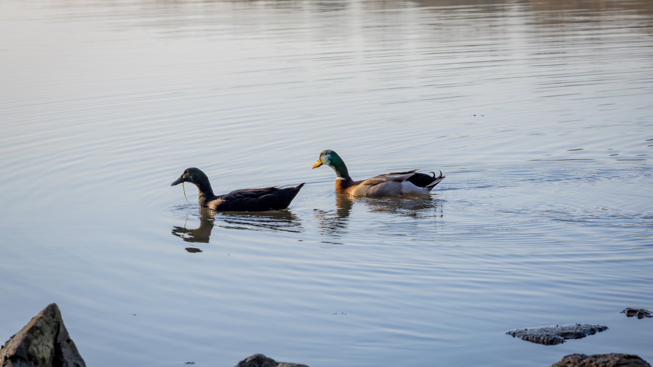 Two ducks swimming in a lake causing a ripple in the water