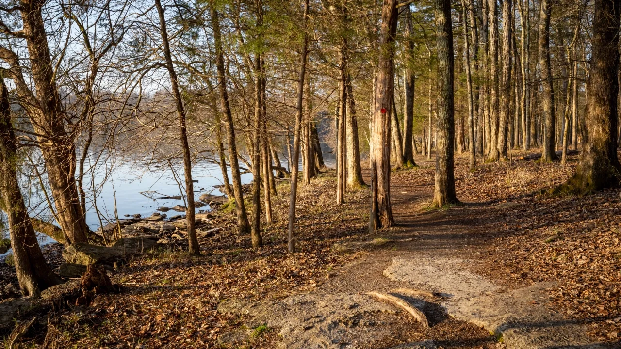 trees with fallen leaves on the ground with a lake on the left