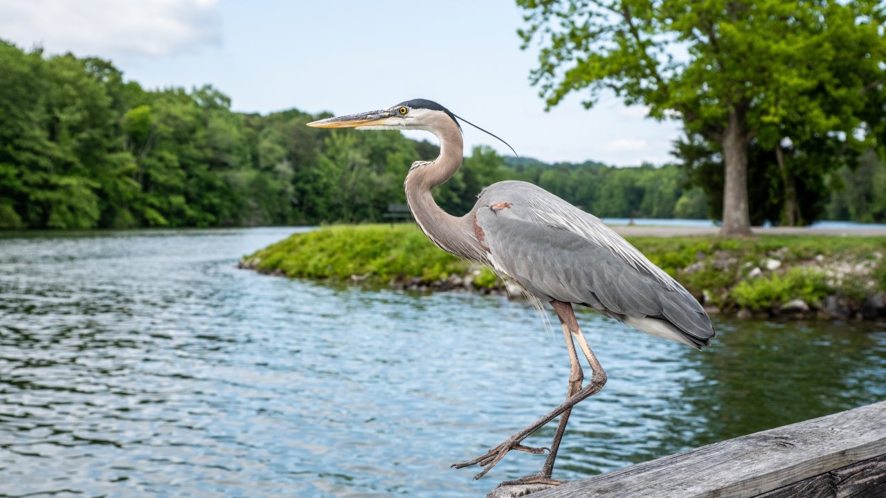 A great blue heron stands gracefully on a wooden railing by a peaceful river. Lush green trees line the background, under a partly cloudy sky.